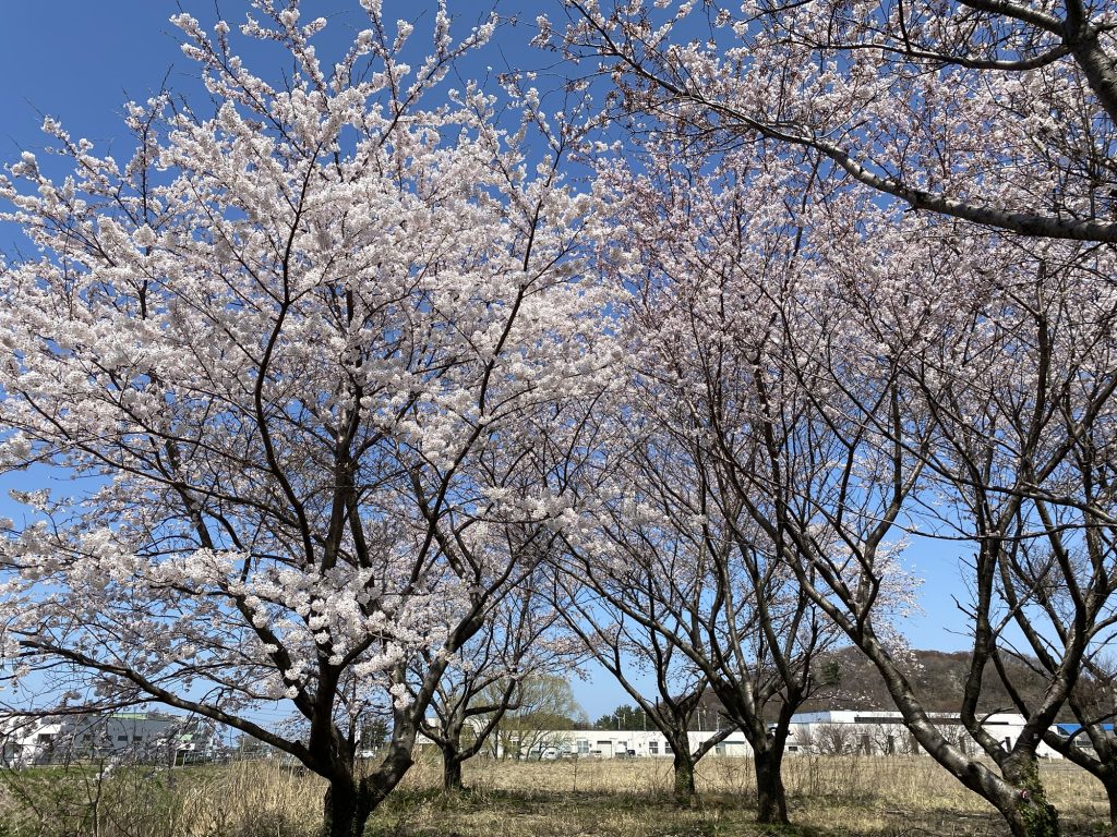15.桜🌸